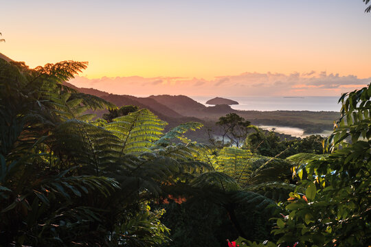 Daintree National park at dawn, Queensland, Australia