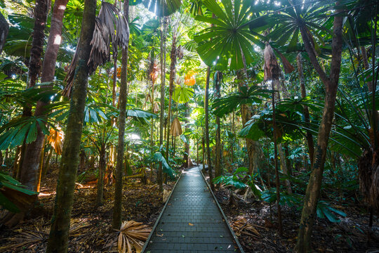 Fototapeta Boardwalk in the tropical forest, Queensland, Australia