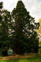 Giant Sequoiadendron Giganteum (Wellingtonia) in a Park