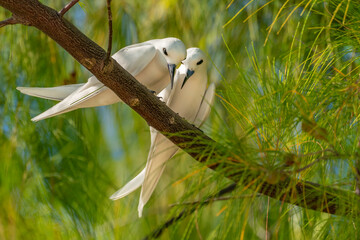 French Polynesia, Rangiroa Atoll. Pair of fairy terns in tree.