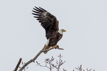 American Bald Eagle in a Tree