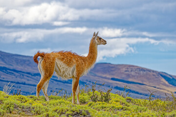 Chile, Torres del Paine National Park. Profile of guanaco atop hill.