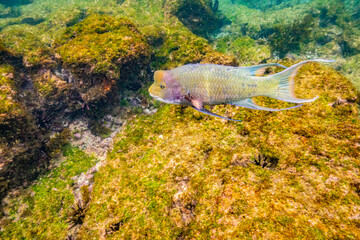 Ecuador, Galapagos National Park, Floreana Island, Post Office Bay. Mexican hogfish close-up.