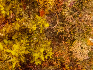 Ecuador, Galapagos National Park, Floreana Island, Post Office Bay. Close-up of yellow seaweed.