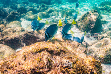 Ecuador, Galapagos National Park, Santa Fe Island. Yellow-tailed surgeon fish feeding on coral reef.