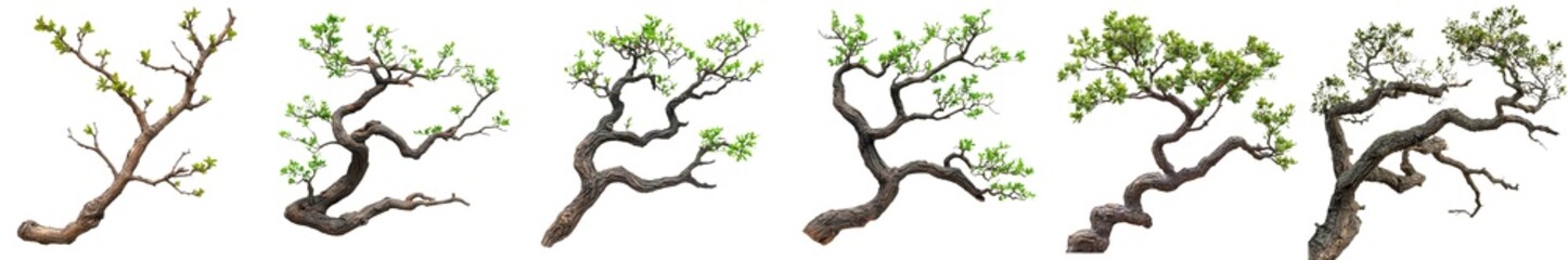 Fototapeta premium Collection of bonsai trees stages of growth isolated nature photography on transparent background