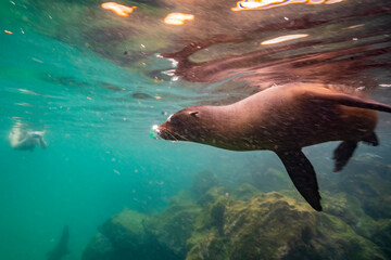 Ecuador, Galapagos National Park, Isla Lobos, Galapagos sea lions and snorkeler.