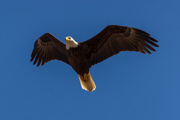 American bald eagle in flight