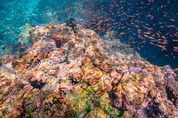 Ecuador, Galapagos National Park, Espanola Island, Gardiner Bay. Cardinal fish and coral reef.