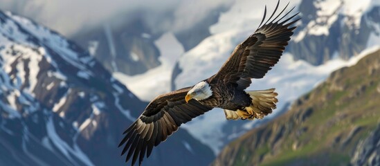 Obraz premium Bald Eagle Soaring Over Snowy Mountains