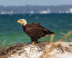 american bald eagle on sand