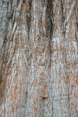 Close-Up of Sequoiadendron Giganteum (Wellingtonia) Bark Texture
