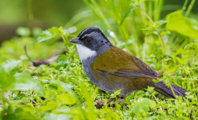 Gray-browed brushfinch searching for breakfast in the cloud forest habitat of Ecuador