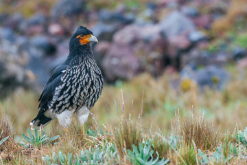 Carunculated caracara, foraging in the alpine habitat of the Andes, Ecuador