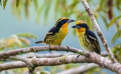 Fototapeta premium Gilded barbet pair, Amazon rainforest, Ecuador