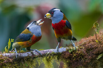Toucan barbet feeding fledgling, cloud forest, Ecuador