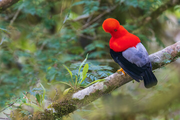 Andean cock-of-the-rock, cloud forest. Andes, Ecuador