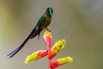 Violet-tailed sylph, perched on heliconia blooms, cloud forest of Ecuador