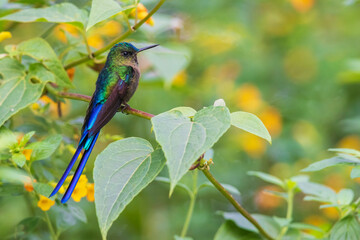 Fototapeta premium Violet-tailed sylph, a vividly stunning hummingbird at home in the cloud forest of Ecuador