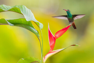 Rufous-tailed hummingbird approaching heliconia blooms, cloud forest, Ecuador