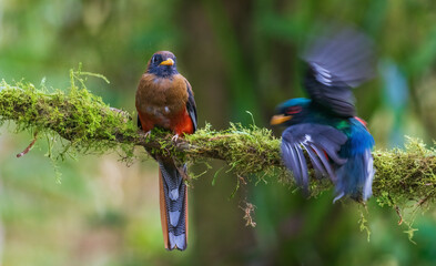 Masked trogon (male) searching for a meal in the cloud forest of Ecuador
