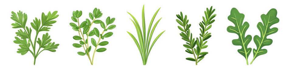 PNG Herbs illustration fresh greenery variety on transparent background