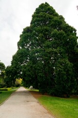 Giant Sequoiadendron Giganteum (Wellingtonia) in a Park