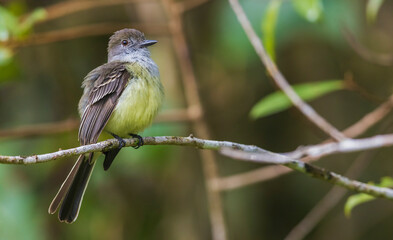 Dusky-capped flycatcher fluffing up its feathers in the Northern forest of Peru