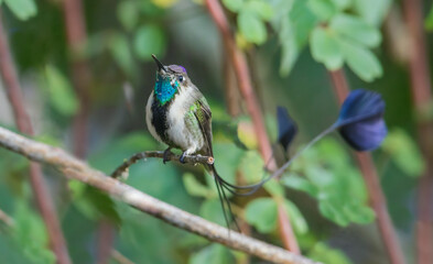 Marvelous spatulation hummingbird takes a moment to survey the surroundings in northern Peru