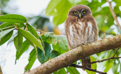 Ferruginous pygmy owl at home in the mountain forest of Peru