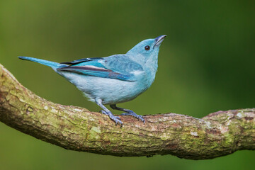 Blue-gray tanager, northern forest of Peru