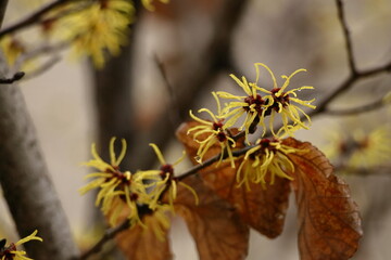 春一番に咲く花