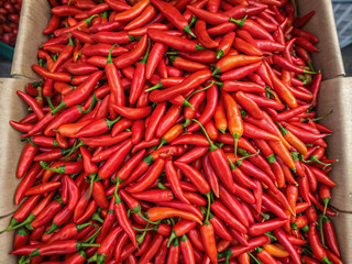 Fototapeta premium red hot chili peppers. red, chili, food, pepper, hot, spice, vegetable, spicy, chilli, fresh, market, ingredient, peppers, cayenne, green, organic, cooking, paprika, closeup, plant, seasoning, heat, f