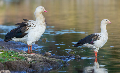 Andean goose pair prepares to go for a swim in the wetlands of central Peru