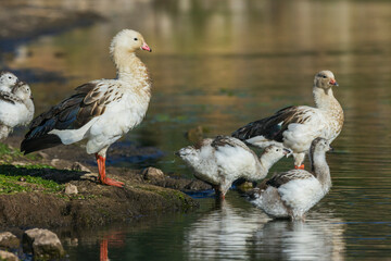 Andean goose family prepares to go for a swim in the wetlands of central Peru