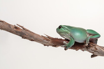 Australian Green Tree Frog (Ranoidea cerulean) on a white background.	