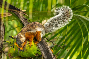 Costa Rica, Parque Nacional Carara. Variegated squirrel eating coconut.