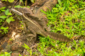Costa Rica, Parque Nacional Carara. Male common basilisk lizard close-up.