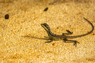 Costa Rica, Parque Nacional Carara. Young common basilisk close-up.