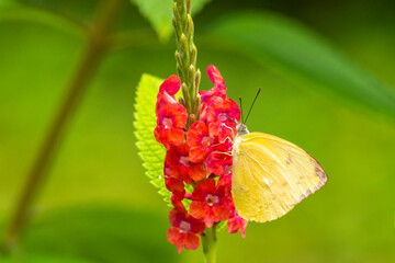 Costa Rica, Parque Nacional Carara. Sulphur butterfly feeding on vervain flower.