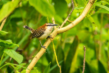 Costa Rica, San Jose. Close-up of rufous-naped wren bird on limb.