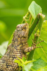 Costa Rica, San Jose. Spiny lizard close-up.