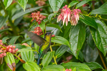 Costa Rica, Cordillera de Talamanca. Fiery-throated hummingbird feeding.