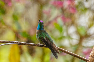 Costa Rica, Cordillera de Talamanca. Talamanca hummingbird displaying in rain.