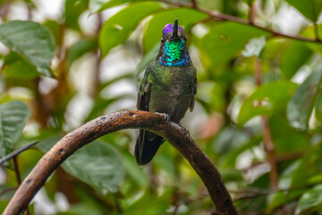 Costa Rica, Cordillera de Talamanca. Talamanca hummingbird displaying.