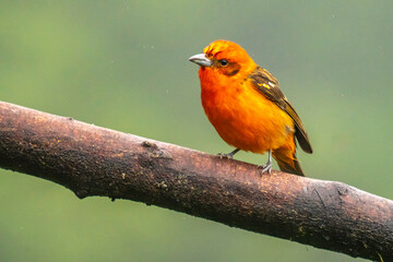 Costa Rica, Cordillera de Talamanca. Male flame-colored tanager bird on limb.