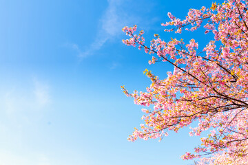 河津桜・神奈川県　松田山