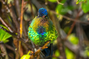 Obraz premium Costa Rica, Cordillera de Talamanca. Fiery-throated hummingbird close-up.