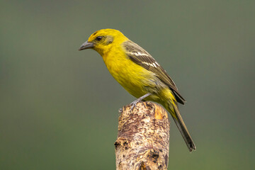 Costa Rica, Cordillera de Talamanca. Female flame-colored tanager close-up.