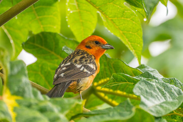 Costa Rica, Cordillera de Talamanca. Male flame-colored tanager bird on limb.